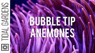 Bubble Tip Anemones [upl. by Swetlana]