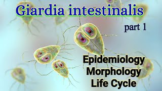 Giardia intestinalis Habitat Epidemiology Morphology Life Cycle  Giardia lamblia [upl. by Alphonsa]