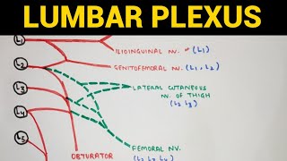 Lumbar Plexus  Lower Limb Anatomy [upl. by Elexa]