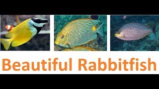 Six Beautiful Rabbitfish For Saltwater Aquarium [upl. by Naegem]