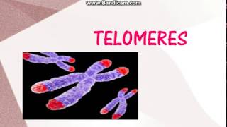 Telomeres and Neoplasia [upl. by Yatnahs]