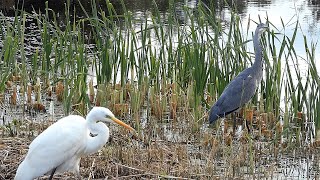 Heron v Egret [upl. by Orozco]