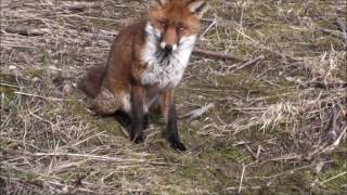 A Jack Russell Terrier meets a Fox [upl. by Ahsitam932]