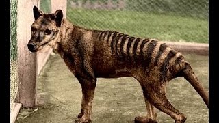 Tasmanian tiger Thylacine not extinct [upl. by Muryh601]