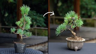 Creating a Pine Bonsai [upl. by Groeg]