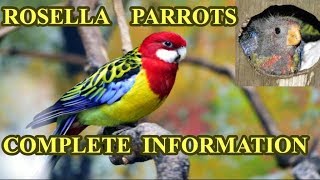 Rosella Parrots Complete InformationRosella Breeding Care And Mutations Urdu\Hindi [upl. by Hsekin636]