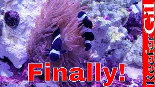 How To Get Clownfish To Host Anemone [upl. by Bello699]