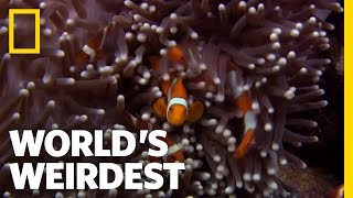 Anemone Killer Fish Traps  Worlds Weirdest [upl. by Elleon]