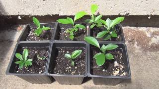 Growing Meiwa Kumquats from seed [upl. by Trauts]