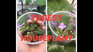 Smallest Houseplant Sinningia pusilla [upl. by Arahas]