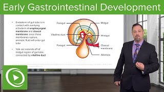 Early Gastrointestinal Development – Embryology  Lecturio [upl. by Neelrak941]