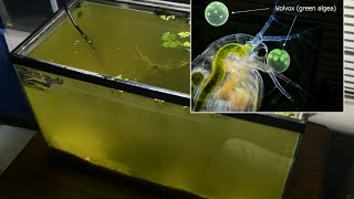 Raising Daphnia for the Freshwater Aquarium [upl. by Llenahc]