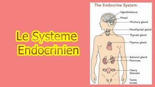 le système endocrinien [upl. by Adan]