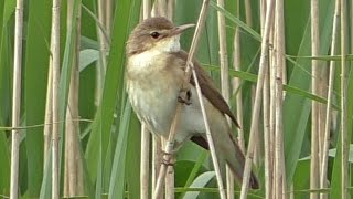 Reed Warbler Call  Bird Singing a Beautiful Song [upl. by Marc]