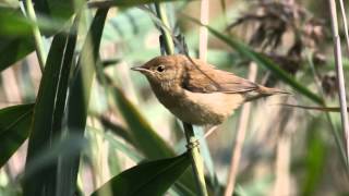 Reed Warbler Bird Call Bird Song [upl. by Simeon299]