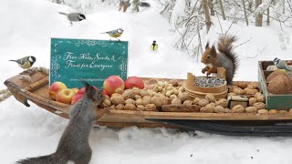 The Traveling Bird Feeder  Relax With Squirrels amp Birds  1 Hour [upl. by Yaja293]