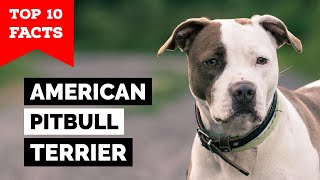 American Pitbull Terrier  Top 10 Facts [upl. by Joyan]