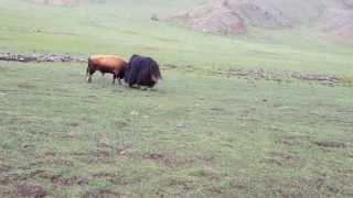 Bull vs yak part 1 [upl. by Evan]