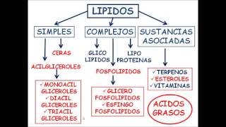 Bioquímica Virtual Lípidos [upl. by Farnsworth248]