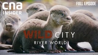 Singapores Waterways And Its Wild Inhabitants  Wild City River World  CNA Documentary [upl. by Nahc]