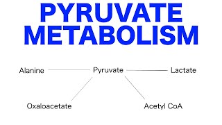 Pyruvate Pathways amp Metabolism [upl. by Air494]