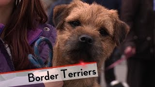 Border Terrier  Bests of Breed [upl. by Hezekiah]