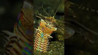 Bobbit Worm vs Foxface Rabbitfish shorts [upl. by Ridgley]