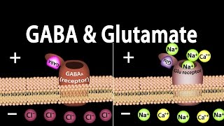 Neuroscience Basics GABA and Glutamate Animation [upl. by Eahcim836]