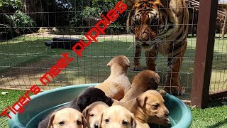 Tigers reaction to puppies [upl. by Eberly526]