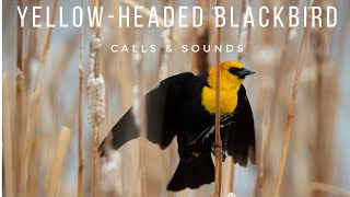 Yellow headed Blackbirds  Calls amp Sounds [upl. by Hola]