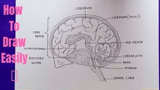 How to draw diagram of Human Brain easily  step by step  Drawing of Human Brain [upl. by Nesyla]