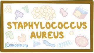 Staphylococcus aureus [upl. by Tayyebeb]