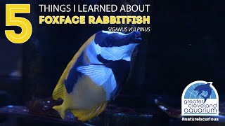 5 Things I Learned About Foxface Rabbitfish [upl. by Erialb922]