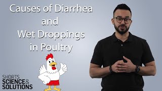 4 Causes of Diarrhea and Wet Droppings in Poultry [upl. by Gorton]