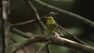 Pine Warbler singing [upl. by Havard]