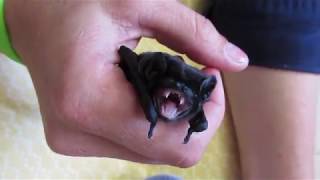 Baby bats running amok [upl. by Oiliruam]