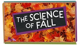 The Science of Fall  Compilation  SciShow Kids [upl. by Annairba161]