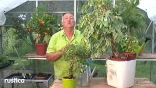 Entretenir les ficus benjamina [upl. by Voorhis]