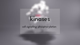 Cell signalling kinases amp phosphorylation [upl. by Ttej938]