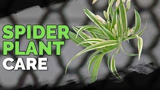 Spider Plant Care How To Grow Chlorophytum Comosum [upl. by Kinghorn295]