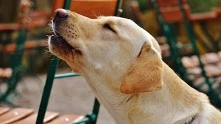 LABRADOR BARKING  LABRADOR HOWLING AND BARKING COMPILATION 2016 [upl. by Ing528]