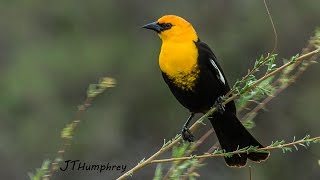 Yellowheaded Blackbird [upl. by Miun71]