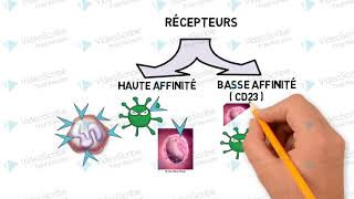 hypersensibilité type 1 [upl. by Yroc]