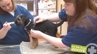 How to Administer Vaccines to Canine Patients [upl. by Lucie]