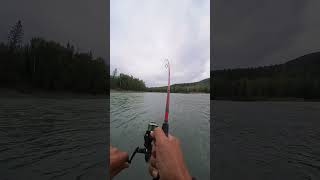 Skeena river steelhead fight [upl. by Selassie257]