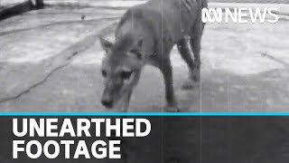 Newly discovered footage of lastknown Tasmanian tiger released  ABC news [upl. by Scarito982]