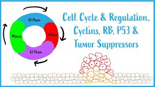 Cell Cycle amp Regulation Mitosis Cyclins RB P53 amp Tumor Suppressors USMLE Esssentials [upl. by Naegem480]