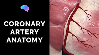 Coronary Artery Anatomy 3D Anatomy Tutorial  UKMLA  CPSA  PLAB 2 [upl. by Htennaj469]