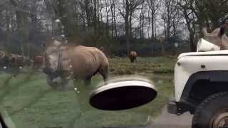 Knowsley Safari Park  rhinos running towards car thankfully the zoo keeper was there lol [upl. by Lulu]