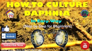 HOW TO CULTURE DAPHNIA In Easy Way [upl. by Harbed493]